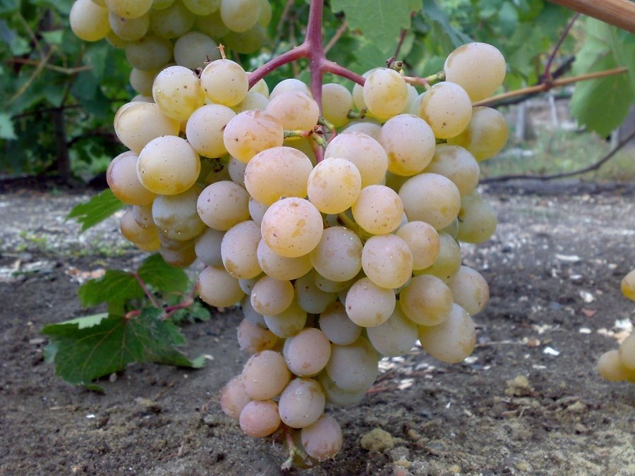 Сорт винограду краса: опис, переваги і недоліки