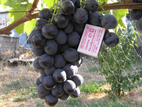 Виноград сорту візантія: опис, фото