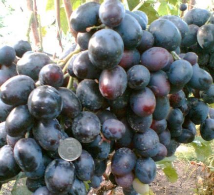 Виноград Хаджі Мурат: опис сорту, корисні властивості