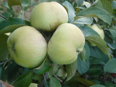 Сорти яблук: фото з назвою і описом, поділ за ознаками