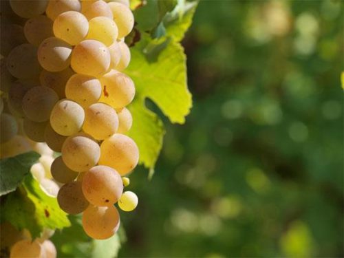 Виноград августин: опис сорту, посадка і догляд