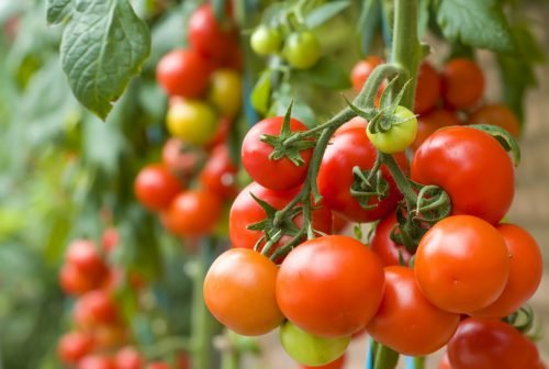 Вирощування помідорів в теплиці з пликорбанта, догляд за томатами
