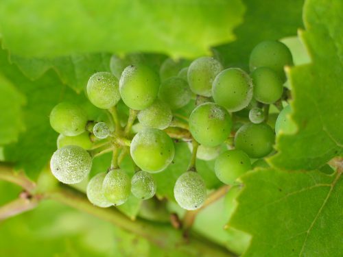 Коричневі плями на листі винограду: причини захворювань