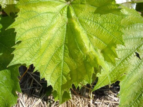 Листя винограду світло зелені, бліді: причини захворювання