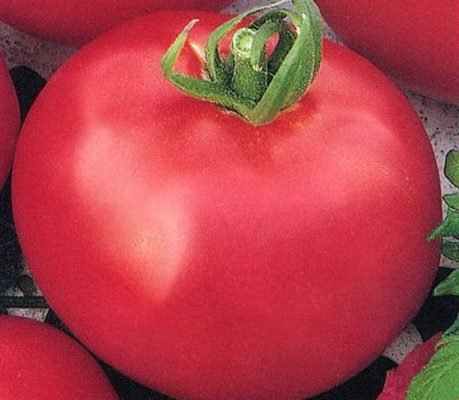 Томати для теплиці з полікарбонату: кращі сорти помідорів