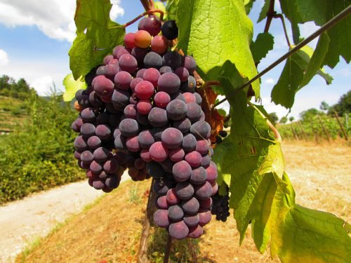 Вирощування винограду для початківців: способи, поради