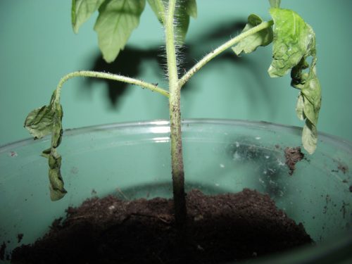 Хвороби листя томатів розсади: грибкові та бактеріальні ураження
