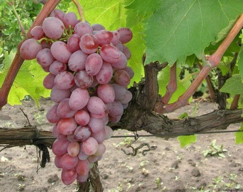 Кислий сорт винограду: різноманітність і корисні властивості