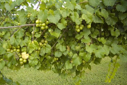 Мускатні сорти столового винограду: який краще, опис, фото