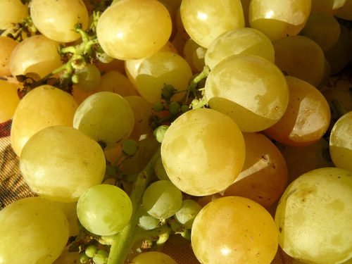 Який виноград корисніше білий або чорний: переважні властивості