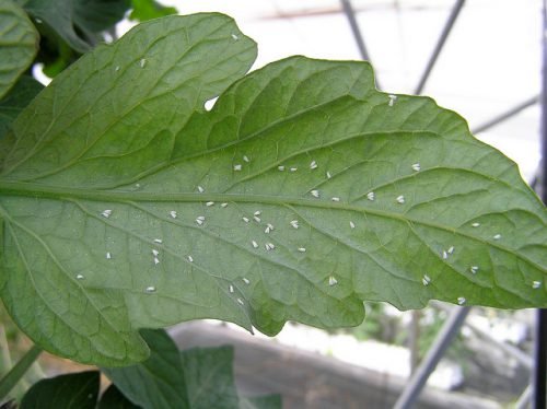 Білокрилка на томатах: обробка розсади, методи боротьби з шкідником