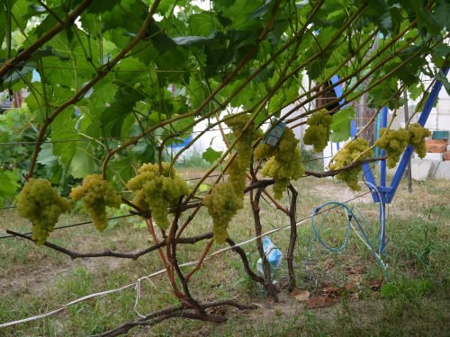 Кишмиш угорський опис сорту винограду