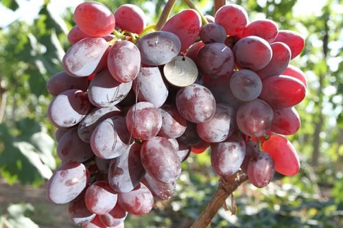 Сорт винограду вишневецького: опис гібридних форм