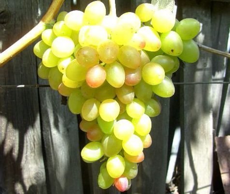 Виноград багряний: опис сорту