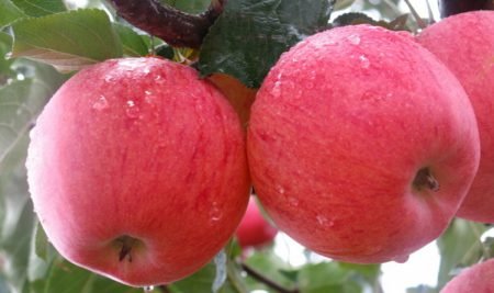 Яблуня Фуджі: опис сорту, фото, особливості посадки і догляду