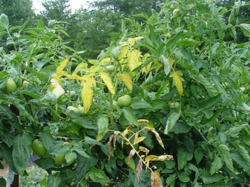 Жовтіють помідори в теплиці: листя томатів вянуть через фузаріозу