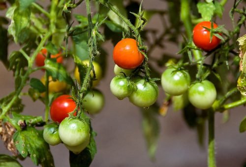 Сприятливі дні для садіння помідорів: стадії вирощування томатів