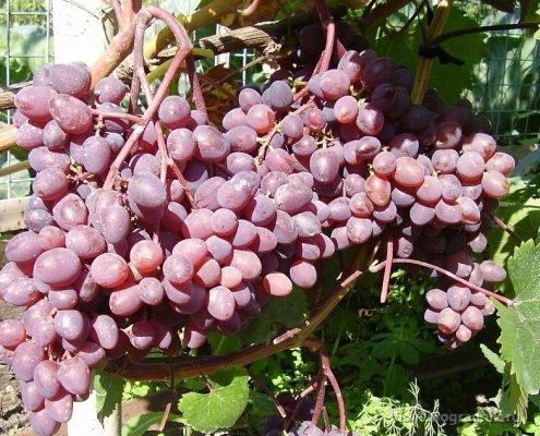 Кишмиш запорізький виноград: опис сорту