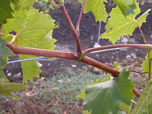 Видалення пасинків у винограду: обрізка, допомога, фото