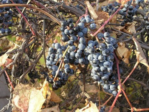 Виноград первісток амура опис сорту, характерні особливості