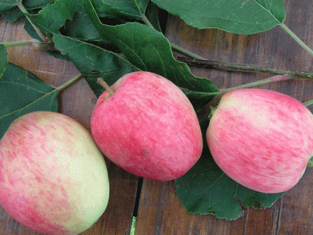 Яблуня Літній смугасте: опис сорту, фото, особливості догляду