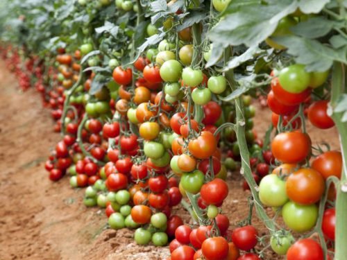 Детермінантні помідори й індетермінантні сорти томатів: відмінності