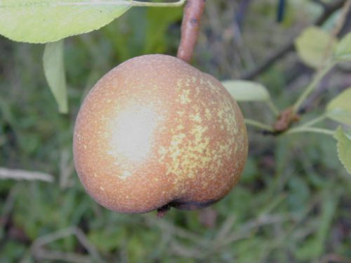 Зимові сорти груш: опис сортів, фото, особливості