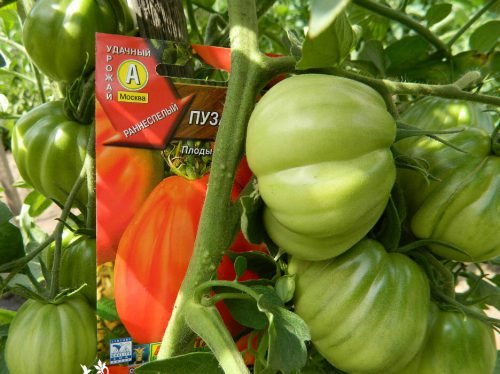 Томат пузата хата: опис сорту помідорів