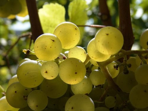 Перші грона на винограді: коли можна побачити