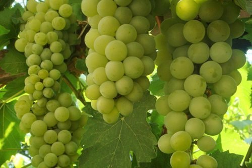 Виноград сорт смарагд: опис сорту
