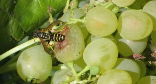 Сітка для захисту винограду від ос, методи боротьби з комахами
