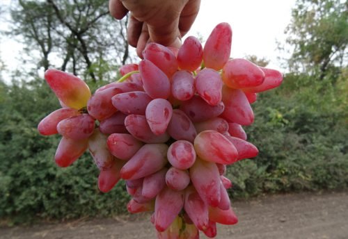 Сорт винограду біло рожевий: різноманітність видів