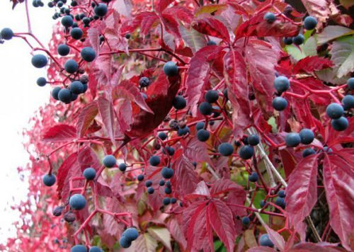 Дикий виноград: чи можна їсти ягоди восени, посадка на паркані, на балконі
