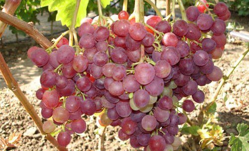 Виноград лівія: опис сорту