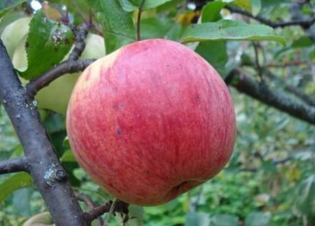 Яблуня Чистотіл: опис сорту, фото, особливості вирощування