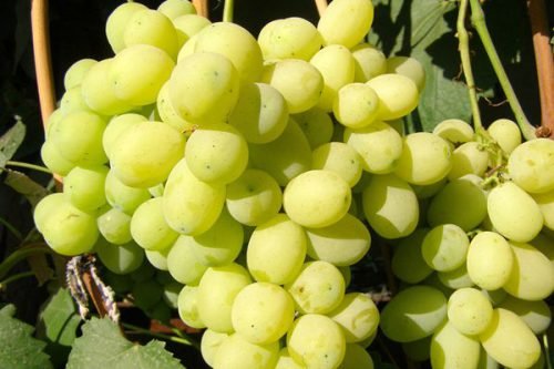 Посадка винограду лора: опис, догляд, вирощування