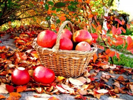 Осінні сорти яблук: назви яблунь, опис, фото