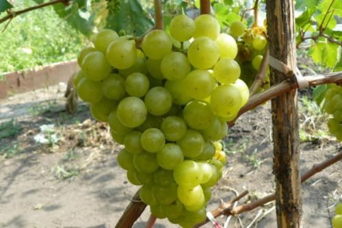 Сорт винограду перлина сабо: опис сорту