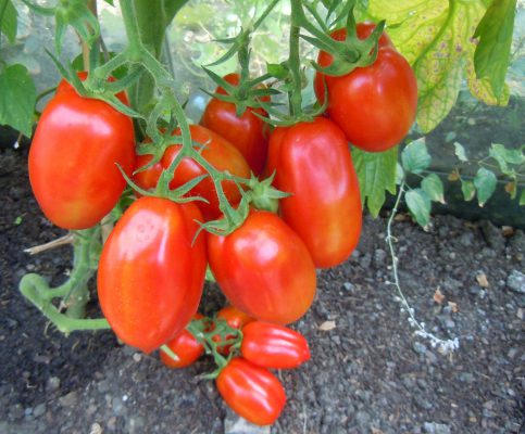 Томат новачок: характеристика та опис сорту помідорів