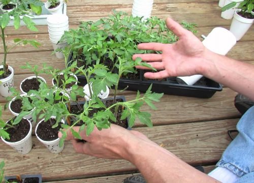 Як загартовувати розсаду помідор: загартовування різними способами