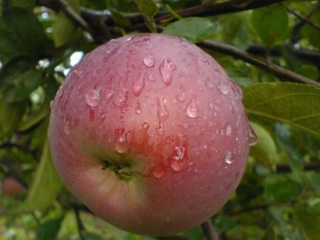 Яблуня Беркутовское: опис сорту, особливості вирощування, фото