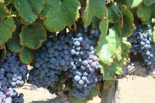Виноград на дачі догляд: поради, фото