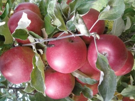 Яблуня Джонатан: опис, фото, особливості вирощування