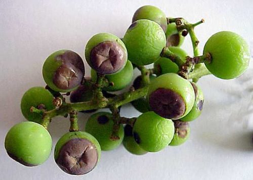 На винограді гниють ягоди: від чого і чому, лікування сірої гнилі