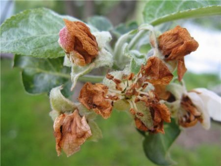 Яблуневий квіткоїд: боротьба з шкідником, профілактичні заходи