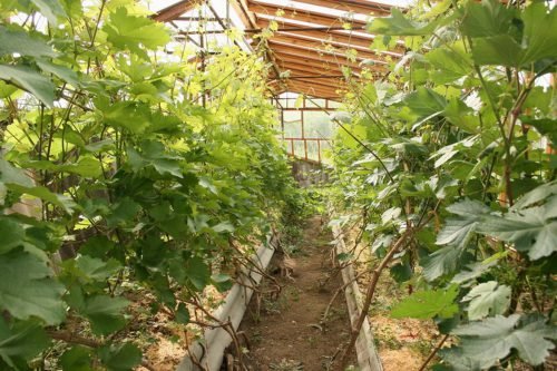 Вирощування винограду в теплиці: посадка своїми руками