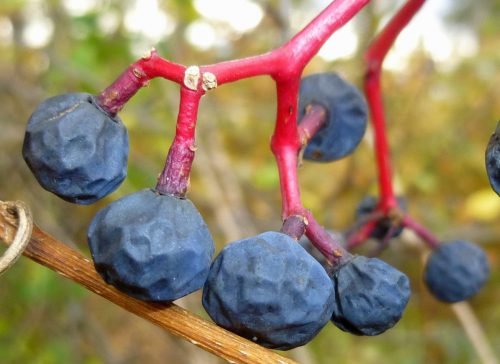 Як посадити дівочий виноград живцями