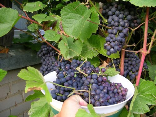 Вирощування винограду на Уралі у відкритому грунті