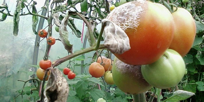 Борна кислота для томатів: як обробляти розсаду помідор