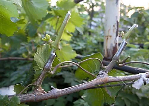 Осіння щеплення винограду: терміни, правила, поради